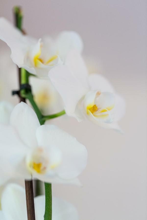 Apartment Natur Bled Exterior foto